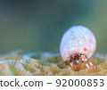 I'm sorry, I'm sorry! I'm not a hermit crab, but just a hermit crab! 92000853