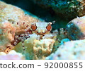 Lybia tessella with a face that seems to appear in a bad character in a Disney movie (laughs) 92000855
