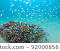 Team Debass Medai! 92000856