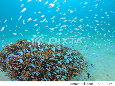 Team Debass Medai! 92000856