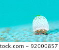 Macro idol! Yukinkoboushi crab! 92000857