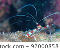 A mustache of a banded coral shrimp that is too long for humans! 92000858