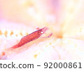 Starfish shrimp! 92000861
