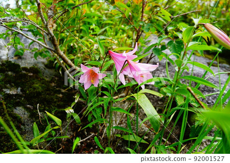 Princess Sayuri of Mt. Asahi Princess Sayuri of Mt. Asahi 92001527