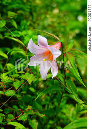 Princess Sayuri of Mt. Asahi Princess Sayuri of Mt. Asahi 92001531