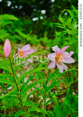 Princess Sayuri of Mt. Asahi 92001532