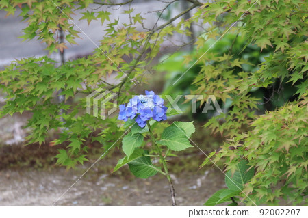 一朵藍色繡球花在楓樹中間綻放的風景 92002207