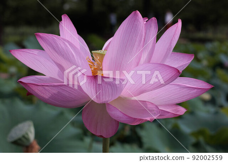 Ancient lotus flower 92002559