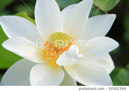 白蓮花 白蓮花 92002569