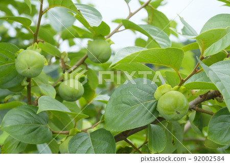 Persimmon fruit that has been bearing fruit in the orchard of the summer solstice 92002584