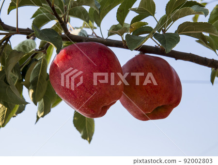 Deliciously open apple fruit 92002803