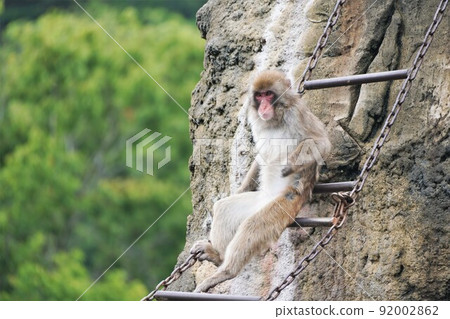 Japanese macaque resting on a ladder on the monkey mountain Ichikawa City Zoo and Botanical Garden Japanese macaque resting on a ladder on the monkey mountain Ichikawa City Zoo and Botanical Garden 92002862