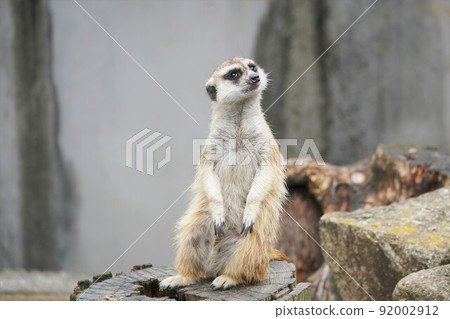 Meerkat sitting on a stump Ichikawa City Zoo and Botanical Garden Meerkat sitting on a stump Ichikawa City Zoo and Botanical Garden 92002912