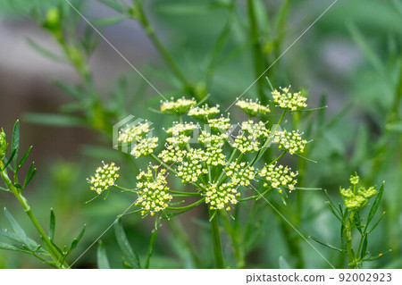 Italian parsley flowers 92002923