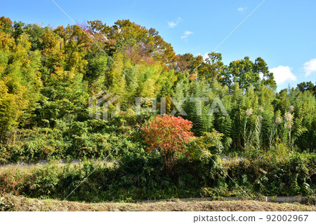 生駒高山的竹林和秋葉 生駒高山的竹林和秋葉 92002967