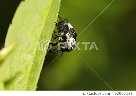 Bullfrog bean weevil Bullfrog bean weevil 92003181