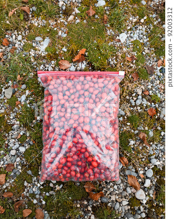 Cranberries in a bag lie on the ground among green grass and yellow leaves 92003312
