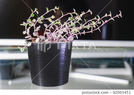 Callisia Repens is housed in a potted black stem, looking and giving it its freshness, with three colors in it 92003451