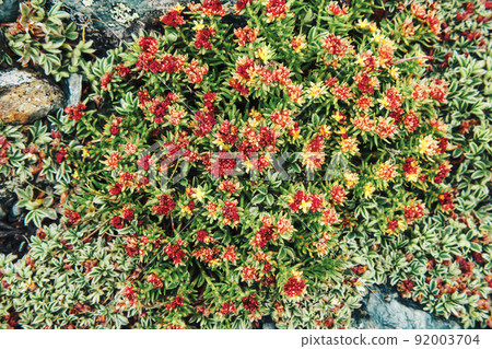 Rhodiola rosea unique rare plant with strong healing effect in Altai mountains. Flowering apothecary plant in highlands Rhodiola rosea unique rare plant with strong healing effect in Altai mountains. Flowering apothecary plant in highlands 92003704