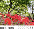 Cluster amaryllis 92004083
