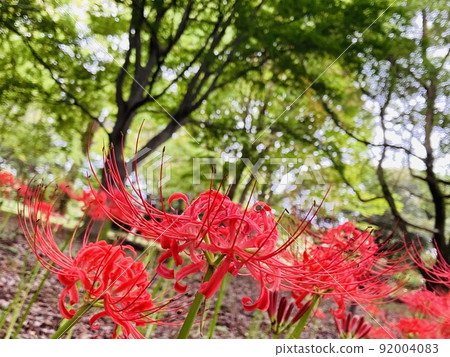 群集孤挺花 群集孤挺花 92004083