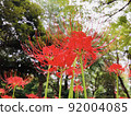Cluster amaryllis 92004085