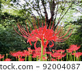 Cluster amaryllis 92004087
