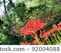 Cluster amaryllis 92004088
