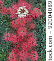 White and red cluster amaryllis 92004089