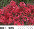 Cluster amaryllis 92004090