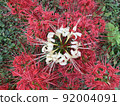 White and red cluster amaryllis 92004091