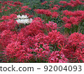 White and red cluster amaryllis 92004093