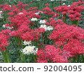 White and red cluster amaryllis 92004095