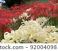 White and red cluster amaryllis 92004098