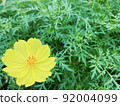 Lemon flower 92004099