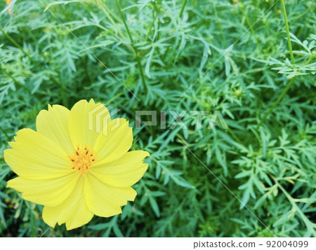 檸檬花 檸檬花 92004099
