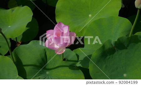 Small pink lotus flower dark Small pink lotus flower dark 92004199