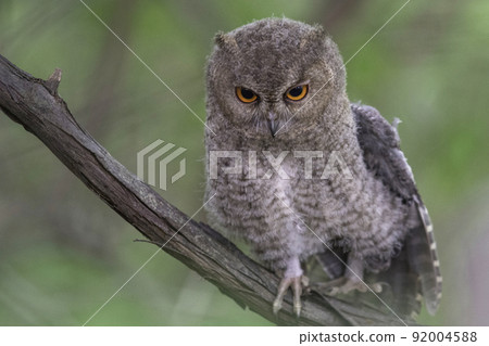 角鴞的一個孩子依偎在樹枝上 角鴞的一個孩子依偎在樹枝上 92004588