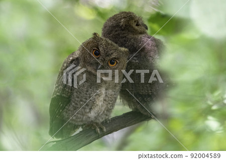 角鴞的一個孩子依偎在樹枝上 92004589