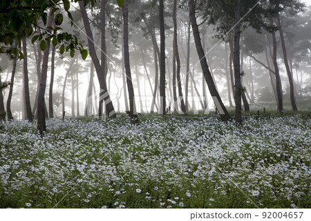 The pine forest of Gucheolcho Theme Park in Jeongeup, in full bloom The pine forest of Gucheolcho Theme Park in Jeongeup, in full bloom 92004657