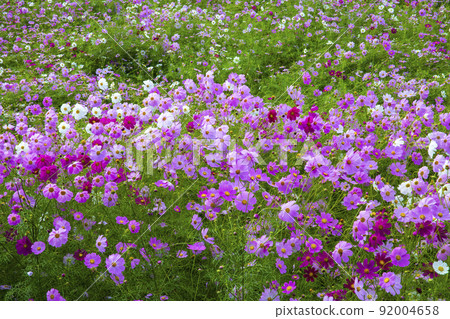 Cosmos flower field Cosmos flower field 92004658
