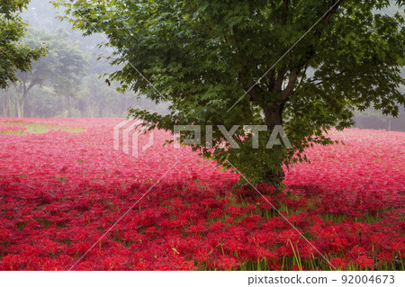 Gochang Seonunsa Temple in full bloom Gochang Seonunsa Temple in full bloom 92004673