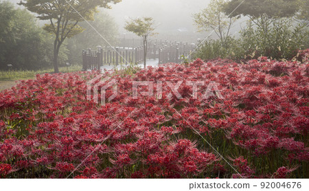 Gochang Seonunsa Temple in full bloom Gochang Seonunsa Temple in full bloom 92004676