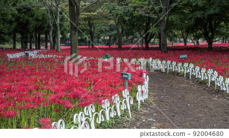 Gochang Seonunsa Temple in full bloom Gochang Seonunsa Temple in full bloom 92004680