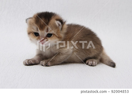 British shorthair kitten of golden color on white background and green leaves. Cute red chinchilla kitten. Pets at cozy home. Top down view web banner. Funny adorable pets cats. Postcard concept. 92004853