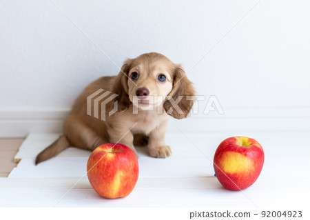 Puppy Kaninhen Dachshund Puppy Kaninhen Dachshund 92004923