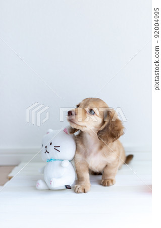 小狗 Kaninhen 臘腸 92004995