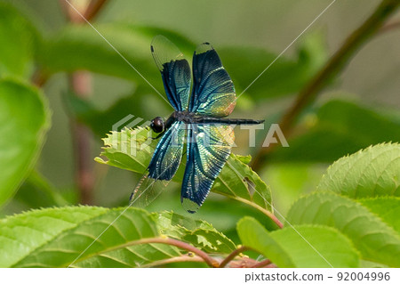 閃亮的蜻蜓 閃亮的蜻蜓 92004996