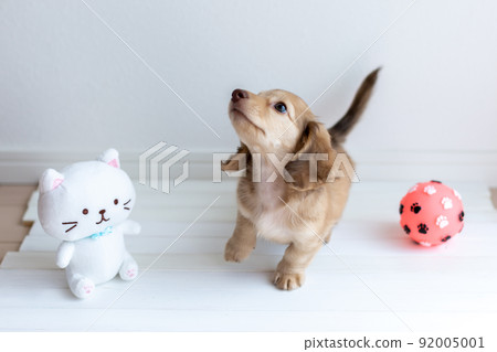 Puppy Kaninhen Dachshund Puppy Kaninhen Dachshund 92005001