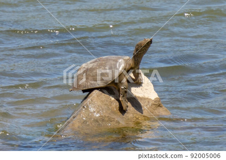 Soft-shelled turtle sunbathing 92005006